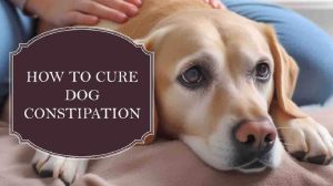 How To Cure Dog Constipation: Try These 16 Simple Solutions