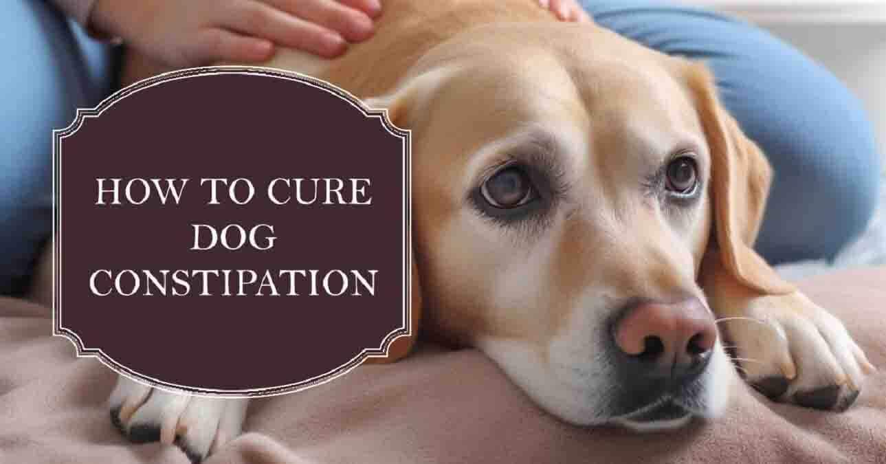 How To Cure Dog Constipation