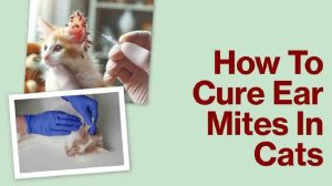 3 Easy Ways How To Cure Ear Mites In Cats