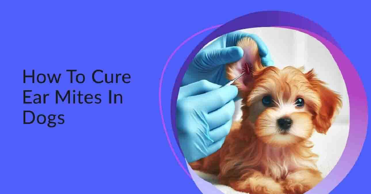 How To Cure Ear Mites In Dogs