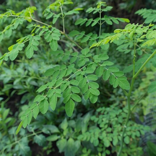 Moringa Plant Benefits