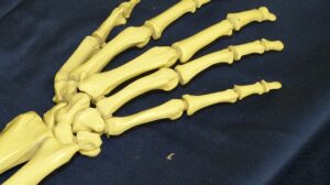 How Many Bones Does a Baby Have? Is It More Than Older Peoples’ Bones?