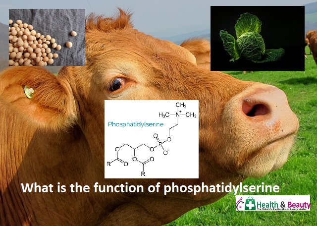 What is the function of phosphatidylserine