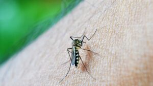 Why does mosquitoes bite you?