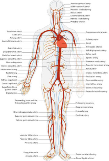External Iliac Artery