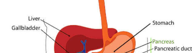 How-Long-Does-Food-Take-To-Digest