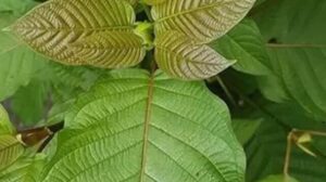 14 Kratom Side Effects, and Benefits