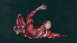 Facts About The Muscular System