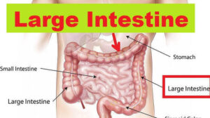 Large Intestine: 4 Anatomy, Histology, Structure, and Function