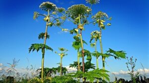 3 Dangerous Plant That Causes Blindness