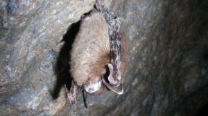 White-nose Syndrome: Cause, and Symptoms