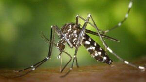 Asian Tiger Mosquito