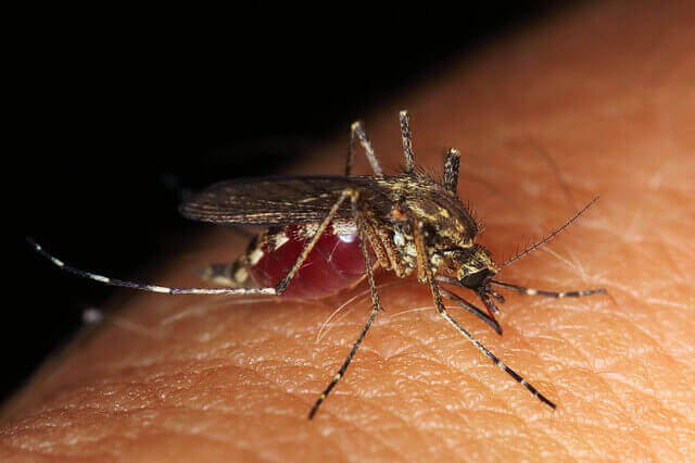 Can Mosquitoes Spread HIV