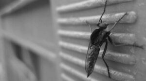 7 Tips How To Keep Mosquitoes Away From The House and Yard