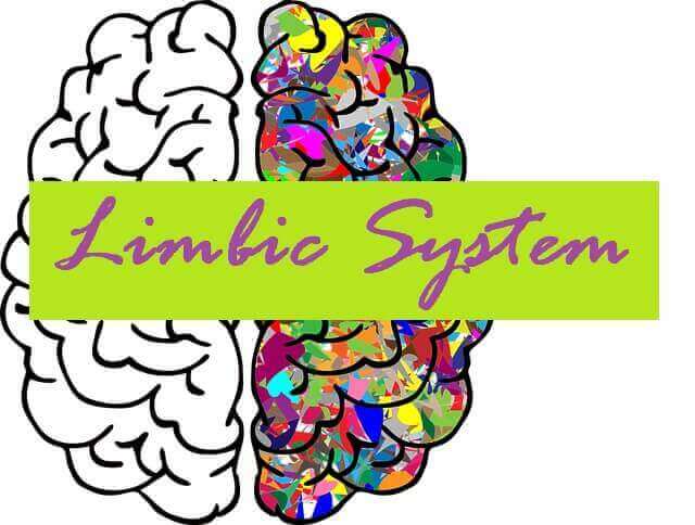 Limbic System