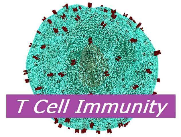 T Cell Immunity
