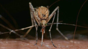 What Do Mosquitoes Hate: 4 Components (Plants, Foods, Smell, and Colors)