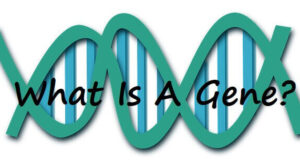 What Is A Gene: Definition, History, Made of, 4 Properties, and Functions