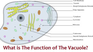 What is The Function of The Vacuole? Here are 17 Functions