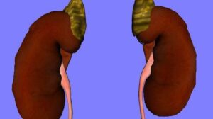 8 Adrenal Gland Functions: Definition, and Hormones It Produces