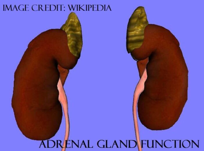 Adrenal Gland Function