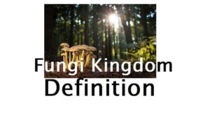 Fungi Kingdom Definition, 4 Classification, and Structure