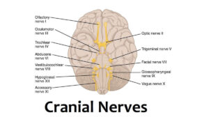 12 Cranial Nerves: Definition and Functions