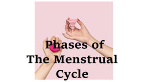 Phases of The Menstrual Cycle