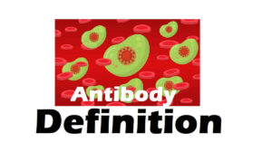 Antibody Definition, 5 Types, and  Production Processes