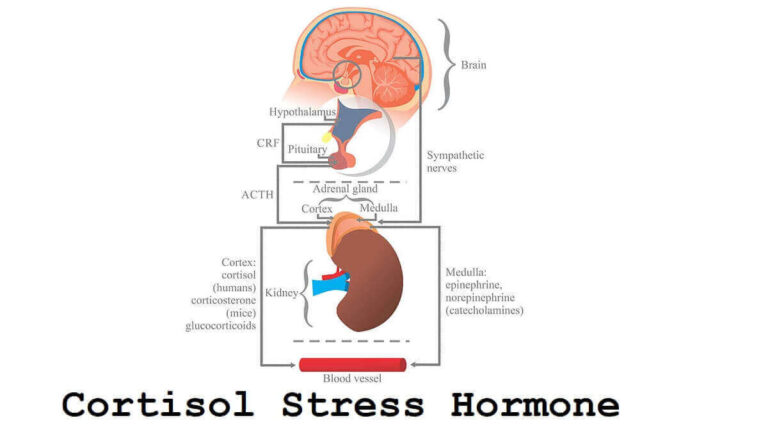 Cortisol Stress Hormone: Definition, 6 Functions, And How To Control It
