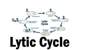 Lytic Cycle: Definition, and 5 Steps