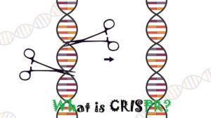 What is CRISPR: Definition, History, and Mechanism of Action