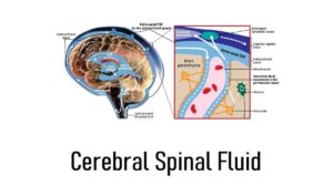 Cerebral Spinal Fluid: Definition, 3 Locations, Flow, Function, and Formation Process