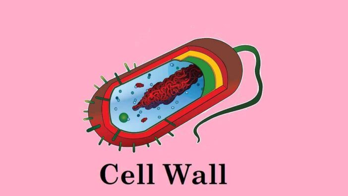 Cell Wall Definition