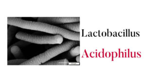 Lactobacillus Acidophilus: How It Work, 6 Warning, and Dosage