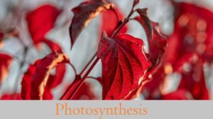 Photosynthesis Definition