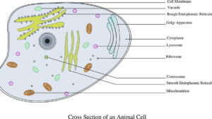 Here are 12 Lysosome Functions You Need To Know