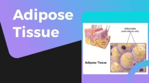 What Is Adipose Tissue: Location, Characteristics, Classification, and Function