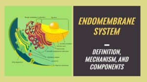 What is Endomembrane System: Definition, Mechanism, and Components