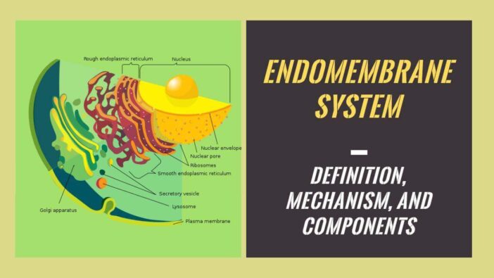 Endomembrane System