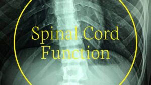Spinal Cord Function
