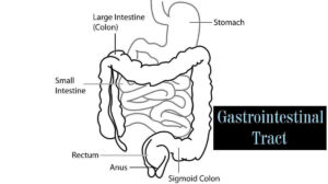 Gastrointestinal Tract: Meaning, and Definition