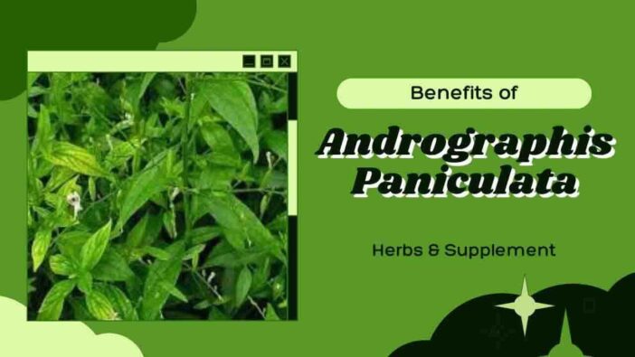 Benefits of Andrographis Paniculata