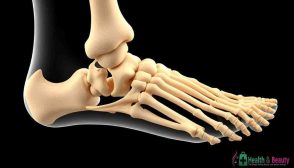 Bones of the Foot: Understanding Structure, Function, and Health